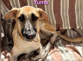 Yuma geb. 04/2023 (ESP) - verschmuste Hündin sucht Zuhause!