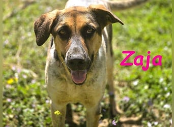 Zaja geb. 12/2023 (ESP) - aufgeschlossene, fröhliche und anhängliche Junghündin!