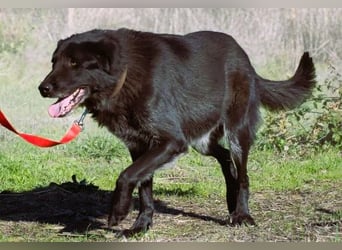 Mike – ein Goldschatz