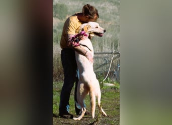 Doya – ein großer Schatz