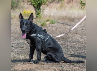 Luke – ein prima Kumpel