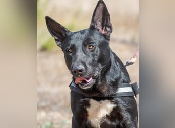 Luke – ein prima Kumpel