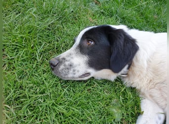 Elsa Herdenschutz-Mix