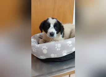 Elsa Herdenschutz-Mix