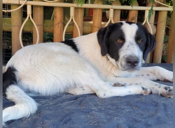 Elsa Herdenschutz-Mix