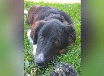 Brownie - Herdenschutz-Mix