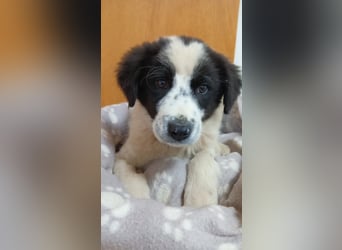 Elsa Herdenschutz-Mix