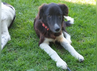 Brownie - Herdenschutz-Mix