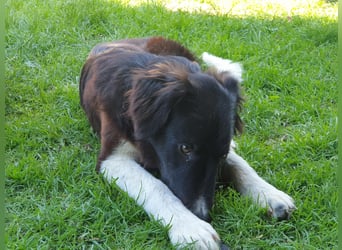 Brownie - Herdenschutz-Mix