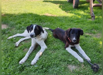 Brownie - Herdenschutz-Mix