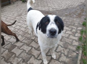 Elsa Herdenschutz-Mix