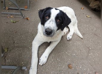 Elsa Herdenschutz-Mix