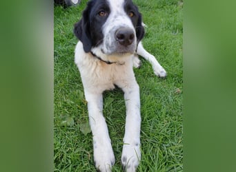 Elsa Herdenschutz-Mix