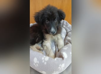 Brownie - Herdenschutz-Mix