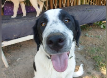 Elsa Herdenschutz-Mix