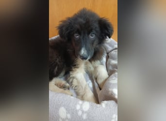 Brownie - Herdenschutz-Mix