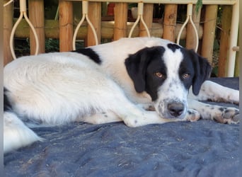 Elsa Herdenschutz-Mix