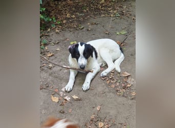 Elsa Herdenschutz-Mix