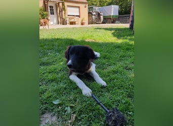 Brownie - Herdenschutz-Mix