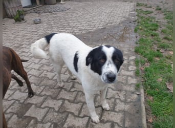 Elsa Herdenschutz-Mix