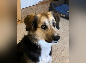 Frieda, sehr hübsche aktive Hündin sucht liebe Menschen
