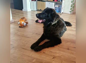 Bruno, sehr sozialer, menschenbezogener Jungrüde