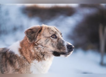Notfall Mali, erfahrene Menschen für einen Tramhund gesucht