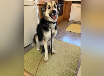 Frieda, sehr hübsche aktive Hündin sucht liebe Menschen