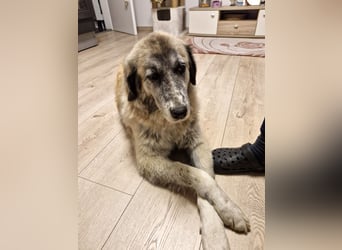 Kimi, sehr soziale, liebe und katzenfreundliche Hündin sucht