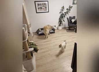 Kimi, sehr soziale, liebe und katzenfreundliche Hündin sucht