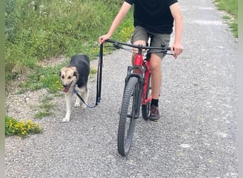 Frieda, sehr hübsche aktive Hündin sucht liebe Menschen