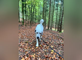 Mani, Riesbenbaby,sehr lieb, sozial, katzenverträglich