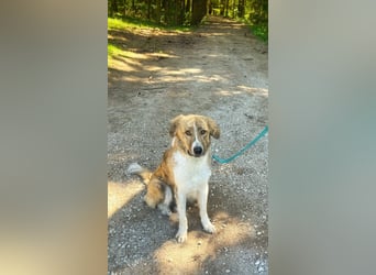 Notfall Mali, erfahrene Menschen für einen Tramhund gesucht
