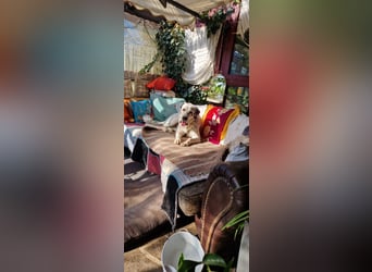 Mani, Riesbenbaby,sehr lieb, sozial, katzenverträglich