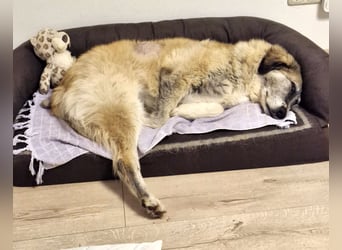 Kimi, sehr soziale, liebe und katzenfreundliche Hündin sucht