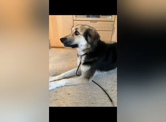 Frieda, sehr hübsche aktive Hündin sucht liebe Menschen