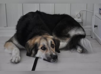 Frieda, sehr hübsche aktive Hündin sucht liebe Menschen