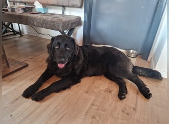 Bruno, sehr sozialer, menschenbezogener Jungrüde