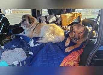 Kimi, sehr soziale, liebe und katzenfreundliche Hündin sucht