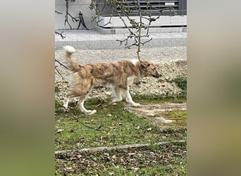 Notfall Mali, erfahrene Menschen für einen Tramhund gesucht