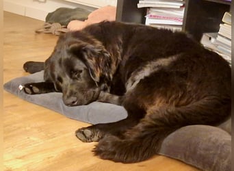 Bruno, sehr sozialer, menschenbezogener Jungrüde