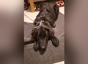 Bruno, sehr sozialer, menschenbezogener Jungrüde