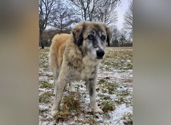 Kimi, sehr soziale, liebe und katzenfreundliche Hündin sucht