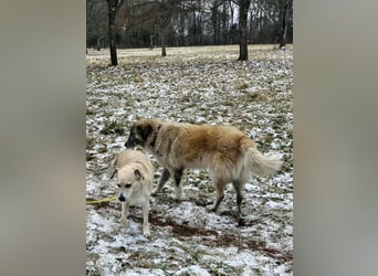 Kimi, sehr soziale, liebe und katzenfreundliche Hündin sucht