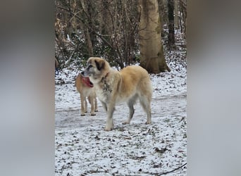 Kimi, sehr soziale, liebe und katzenfreundliche Hündin sucht