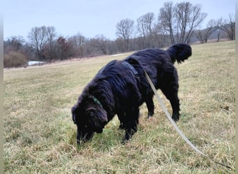 Bruno, sehr sozialer, menschenbezogener Jungrüde