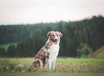 Notfall Mali, erfahrene Menschen für einen Tramhund gesucht