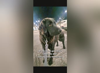 Bruno, sehr sozialer, menschenbezogener Jungrüde