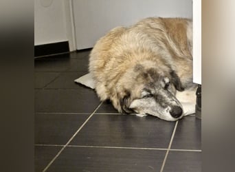 Kimi, sehr soziale, liebe und katzenfreundliche Hündin sucht