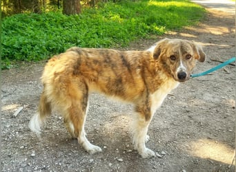 Notfall Mali, erfahrene Menschen für einen Tramhund gesucht